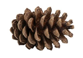 Dried pine cone close-up isolated on white background