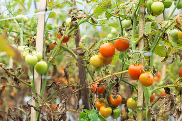 Tree ripe tomatoes on green branch. Home grown tomato vegetables growing on vine in greenhouse. Autumn vegetable harvest on organic farm.