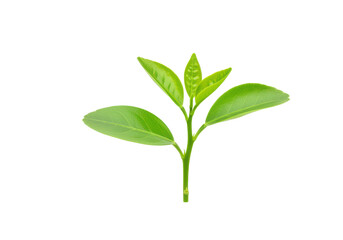 Sprout with young leaves isolated on white background