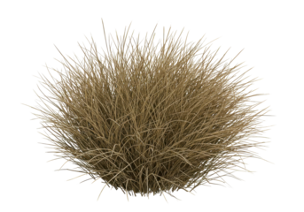 Fluffy, dry, beige grass tuft isolated on white background