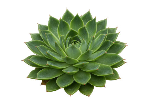 Succulent plant, rosette shape isolated on white background - Powered by Adobe