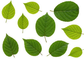 Fresh green leaves pattern isolated on white background