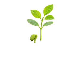 A tiny sprout breaking through the soil, with delicate green leaves unfolding, isolated on a white background