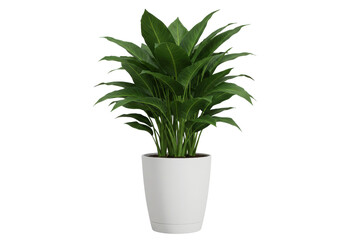 Fototapeta premium Houseplant in white pot. Lush foliage isolated on white background