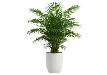 Fototapeta premium Potted palm tree isolated on white background