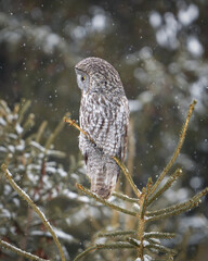 Great Gray Owl in Pine Trees