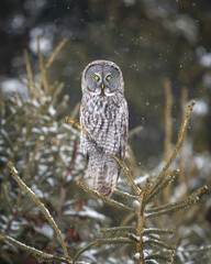Great Gray Owl in Pine Trees