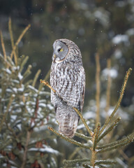 Great Gray Owl in Pine Trees