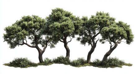 Four trees in a row, lush green foliage