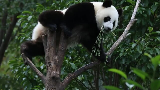Little Panda sitting on the high Tree, Wolong, China