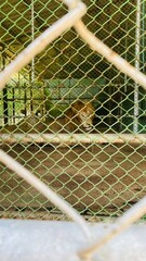 behind the fence