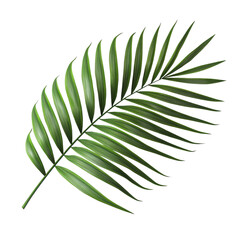 Fototapeta premium Tropical Green Palm Leaf Isolated on White Background with Detail