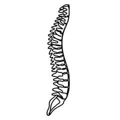 Human spine continuous one line art drawing 