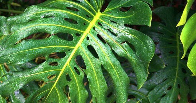 Giant monstera tropical rainforest plant with dew drop nature background