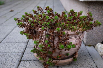 Makinoi Maxinowicz sedum oreganum stonecrop succulent garden plant Exotic plant in the pot