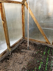 Tilled soil in a greenhouse features a wooden rake resting against the wall, next to emerging...