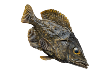 Turbot Fish Display isolated on transparent background

