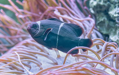 Close-up side view of a Maroon clownfish (Premnas biaculeatus) nestled in a bubble anemone