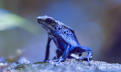 Frontal Close-up view of a Dyeing poison dart frog Tumucumaque (Dendrobates tinctorius tumucumaque)
