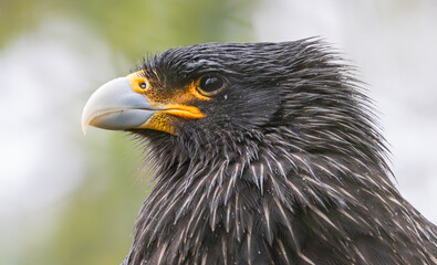 Close up view of a Striated caracara (Phalcoboenus australis)