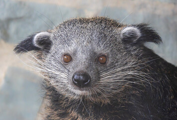 Frontal Close up of a Binturong (Arctictis binturong)