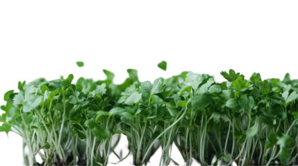 Fresh green sprouts growing in a garden setting, showcasing vibrant plant life with sunlight filtering through leaves