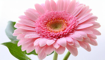 Fototapeta premium Pink gerbera isolated on beautiful white background