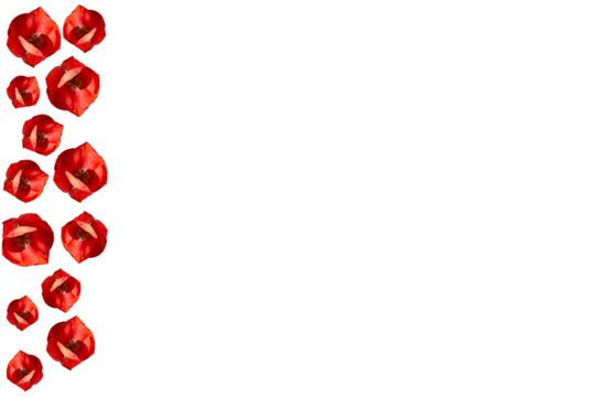 Barra lateral de tulipanes rojos