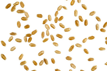 Scattered Wheat Grains seeds isolated on a transparent background. Completely in focus. Full depth...