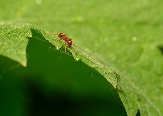 A red ant on the edge of a leaf