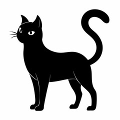 black and white cat