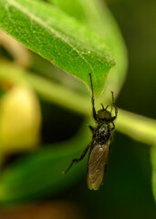 The fly is hanging with one paw clinging to the edge of the leaf