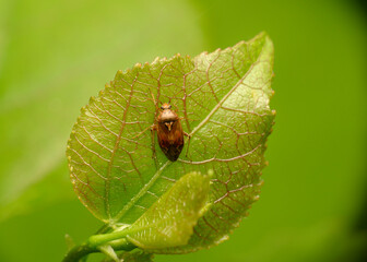 A forest beetle on a translucent tree leaf on a light green background