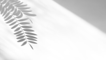 Overlay effects of realistic tree branch and leaves shadows isolated on transparent background,mockup of shadow for product presentation, backdrop,Summer sunlight and shadow overla