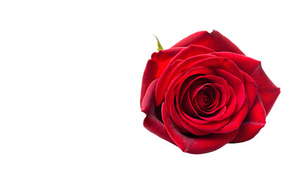 Single red rose flower isolated on white backgroundPNG.AI GENERATED