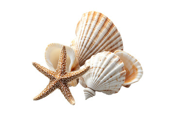 Sea Shells and Starfish isolated on transparent background
