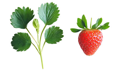 Fresh Ripe Strawberry with Green Leaves on White Background