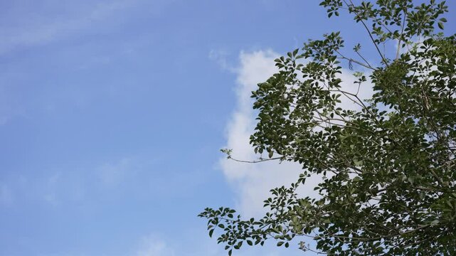 Sky with Clouds, Tree