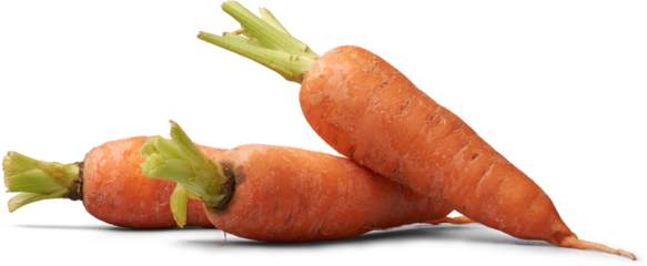 close-up of three raw orange carrots isolated white background, freshly harvested crunchy and healthy root vegetable