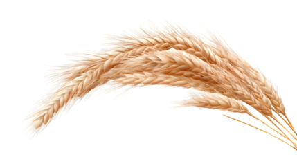 Isolated Ear of Wheat Spikelet on Transparent or White Background for Agribusiness Designs