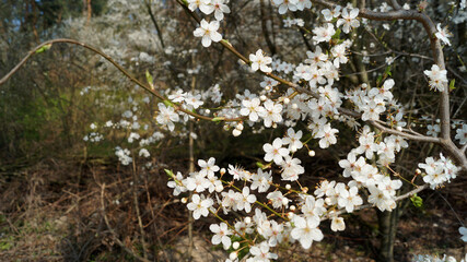Pflanze, Blüte, Baum, Natur, Frühling
