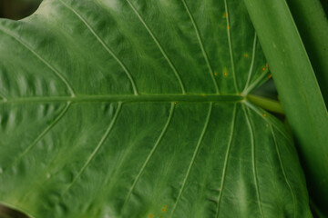 Close-up of Textured Green Tropical Leaf with Visible Veins