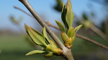 Pflanze, Knospe, Natur, Himmel, Frühling