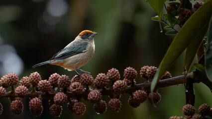 tangara matorralera, tángara rastrojera, tángara de los matorrales, Stilpnia vitriolina, Scrub Tanager, Aves de Colombia