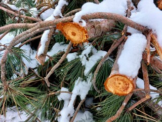 Snow-Covered Pine Branches. A close-up image captures a cluster of pine branches covered in fresh snow. The branches are a mix of brown and green, with the snow highlighting their intricate textures. 
