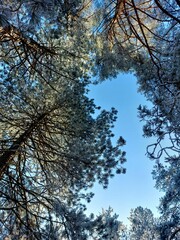 Pine Tree Canopy. The image captures a low-angle view of a dense pine forest, showcasing the towering trunks and branches reaching towards a clear blue sky. 