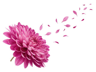 vibrant chrysanthemum flower in pink hues releases delicate petals, creating beautiful and serene atmosphere