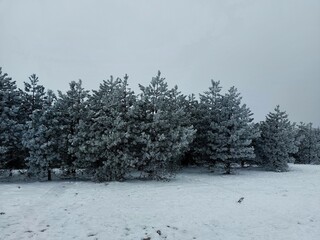 Snowy Pine Forest. A serene winter scene unfolds with a cluster of pine trees covered in a delicate layer of frost. The trees stand tall against a muted gray sky.
