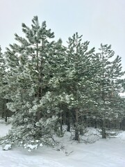 Snowy Pine Forest. A serene winter scene unfolds with a cluster of pine trees covered in a delicate layer of frost. The trees stand tall against a muted gray sky.