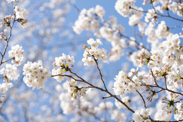 満開のソメイヨシノと青空